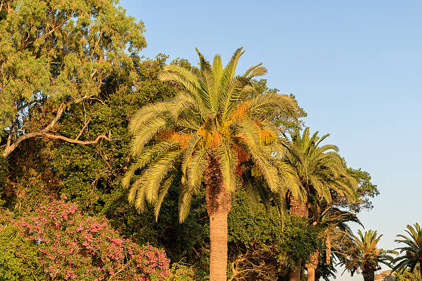 istock Palms and other trees in Kos island. 543479954