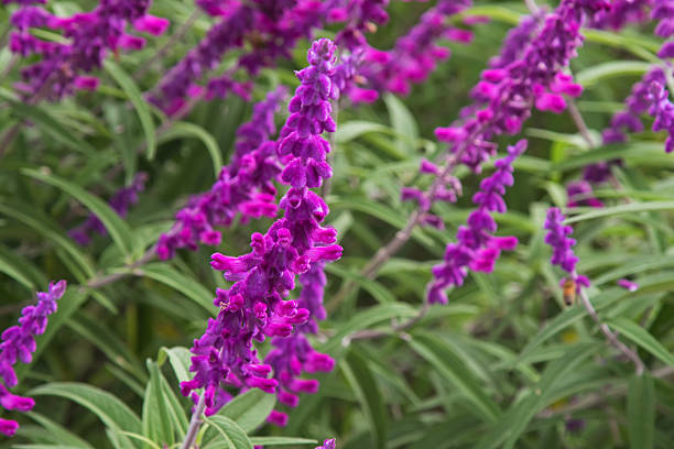 istock Mexican bush sage flowers (Salvia leucantha) in purple shade 543483536