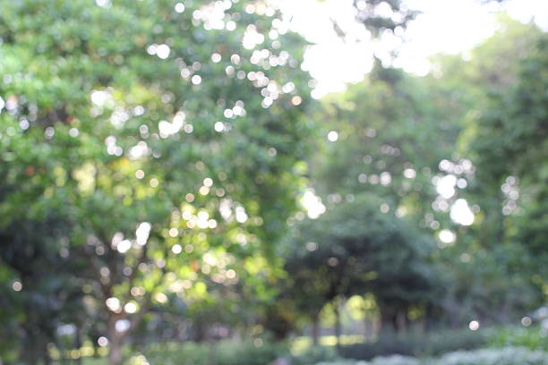 istock Blur park with bokeh light background, nature, garden 543484234