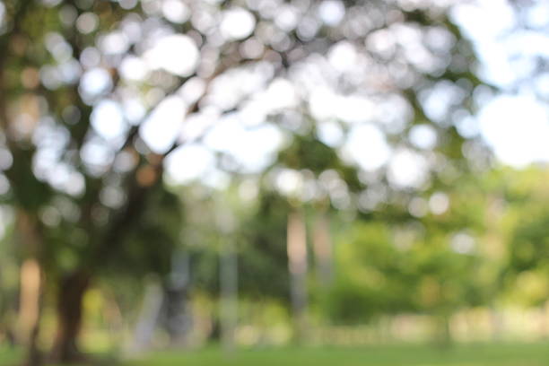 istock Blur park with bokeh light background, nature, garden 543484260
