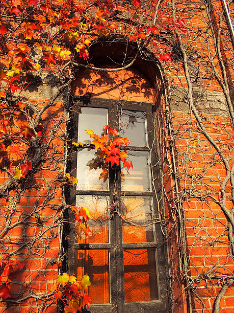 istock Summer of leaves 543484314