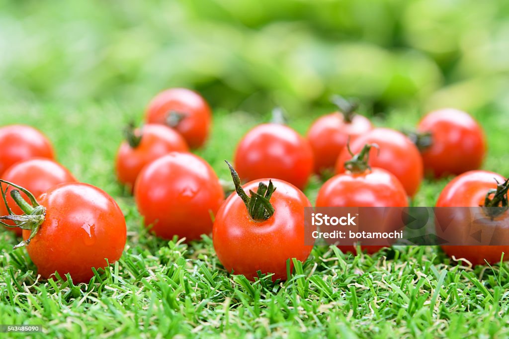 Pequeña Tomates en el césped - Foto de stock de Agricultura libre de derechos
