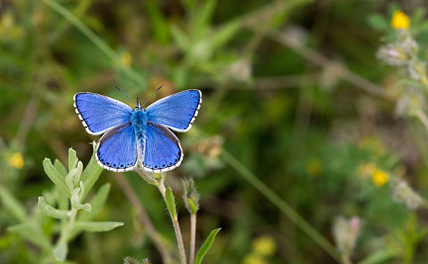 istock Blue butterfly against green grass - macro 543485188