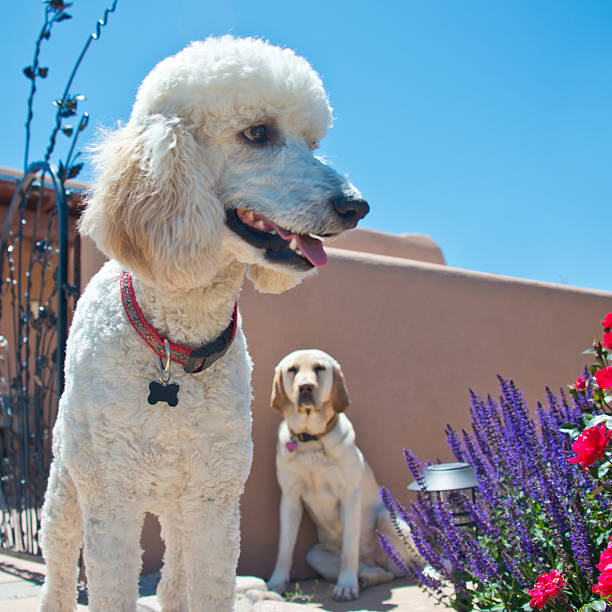 istock Two Cute Dogs, Standard Poodle and Yellow Labrador Retriever 543485592