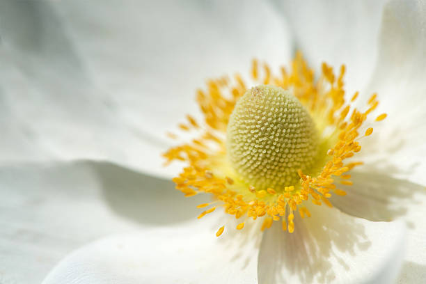 istock White flower - natural floral background 543485740