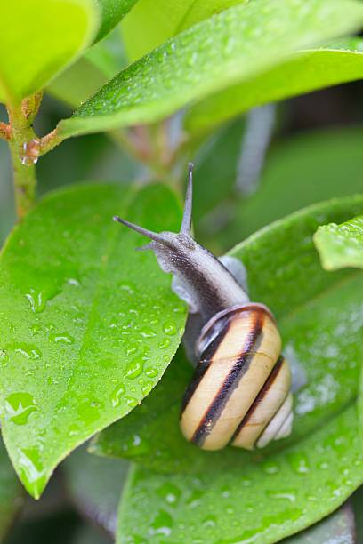 istock Snail (SANIN-MAIMAI (Euhadra dixoni)) and water drops on green leaves 543486640