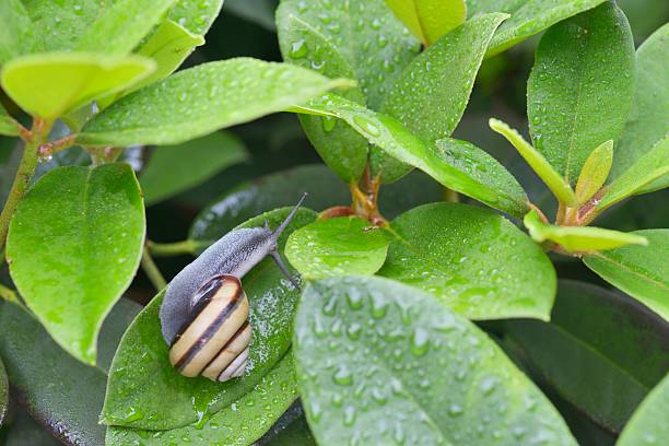 istock Snail (SANIN-MAIMAI (Euhadra dixoni)) and water drops on green leaves 543486698