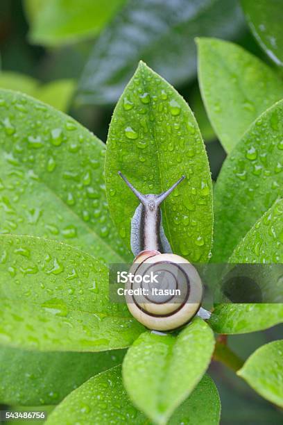 Caracol Y Gotas De Agua Sobre Hojas Verdes Foto de stock y más banco de imágenes de Aire libre