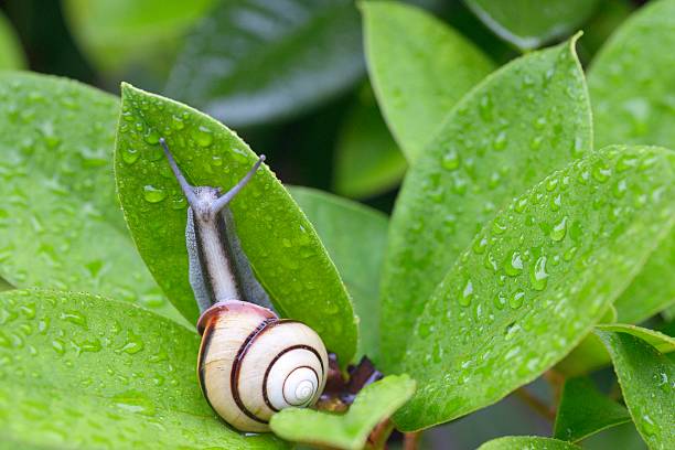 istock Snail (SANIN-MAIMAI (Euhadra dixoni)) and water drops on green leaves 543486822
