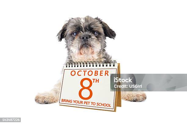 Bring Your Pet To School Day Stock Photo - Download Image Now - Dog, Animal, Canine - Animal