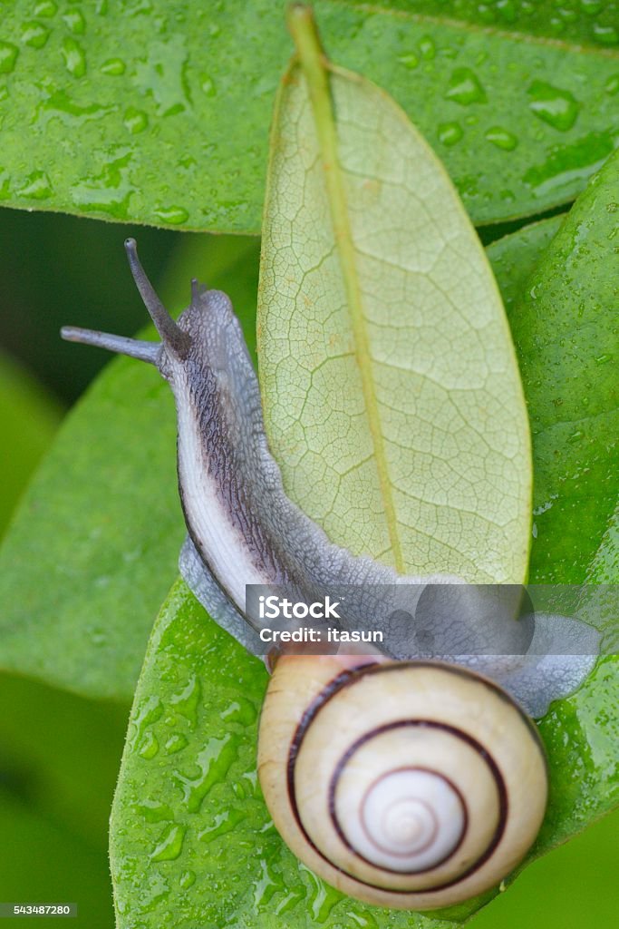 Caracol (SANIN-MAIMAI (Euhadra dixoni) y gotas de agua sobre hojas verdes - Foto de stock de Aire libre libre de derechos