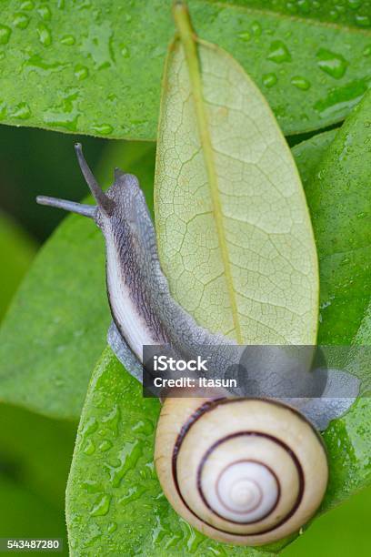 Caracol Y Gotas De Agua Sobre Hojas Verdes Foto de stock y más banco de imágenes de Aire libre