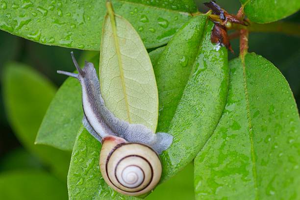 istock Snail (SANIN-MAIMAI (Euhadra dixoni)) and water drops on green leaves 543487348