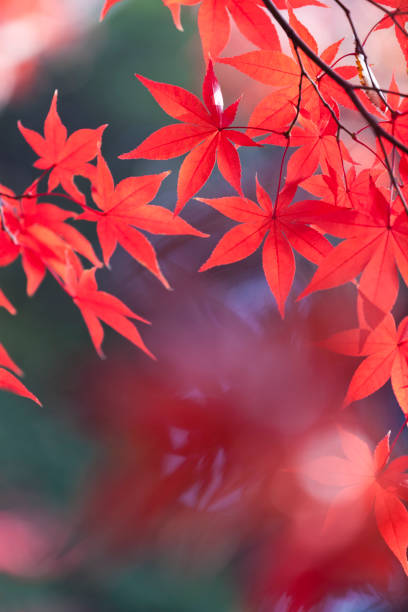 japanische herbst farben - autumn japanese maple maple tree selective focus stock-fotos und bilder