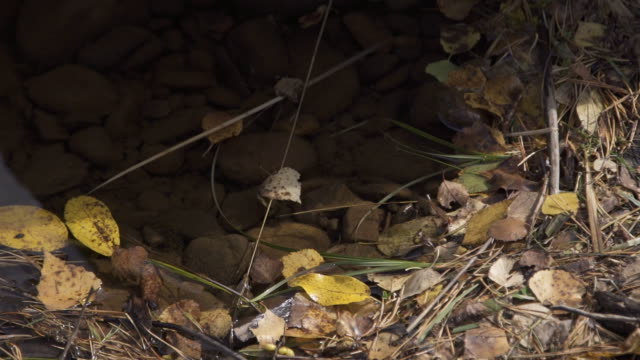 Gray stones lie under shallow water surrounded by dry leaves and yellow needles