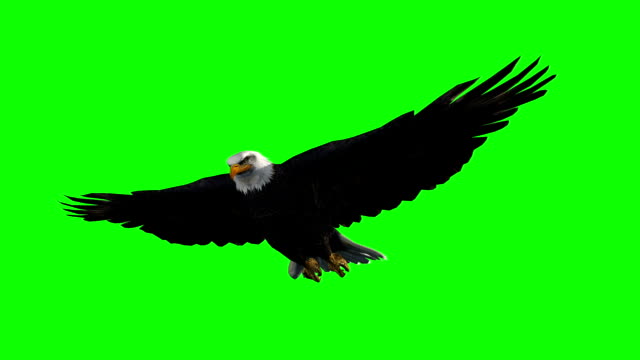 Bald Eagle gliding flight close-up - green screen