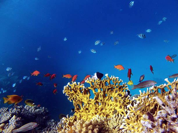 istock Colorful coral reef, Red Sea, Egypt 543554254