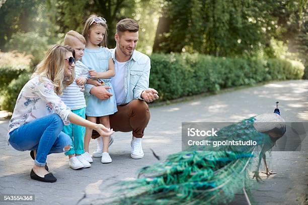Family Spending Day At The Zoo Stock Photo - Download Image Now - Zoo, Family, Peacock
