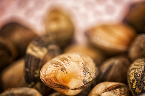 Fresh and Raw Mussels Vongole