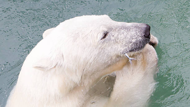 istock Close-up of a polarbear (icebear) eating a fish 543556144