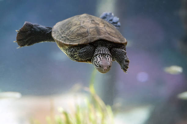 diamondback tartaruga terrapin nadando debaixo d'água de perto - terrapin - fotografias e filmes do acervo