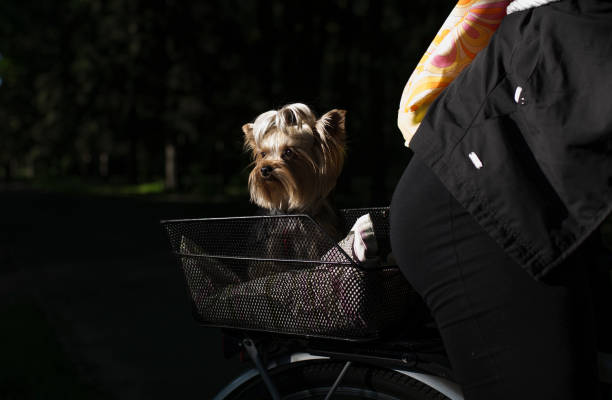 istock Pet On The Bicycle in The Park 543557556