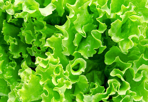 istock Background of fresh lettuce leaves 543558410