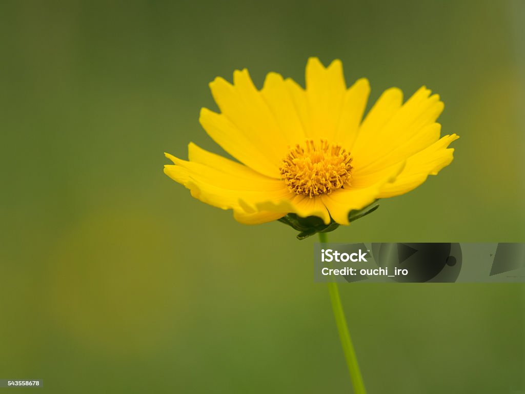 Corisperma salvaje en las primeras campo de verano - Foto de stock de Flor libre de derechos