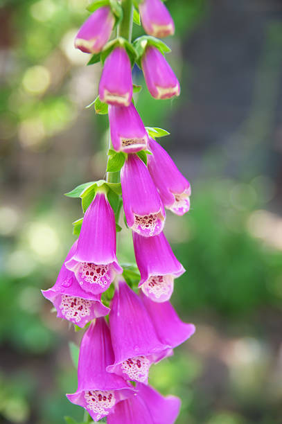istock Beautiful pink foxglove blooming. 543559308