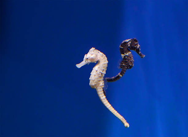 istock Pair of seahorses 543559398