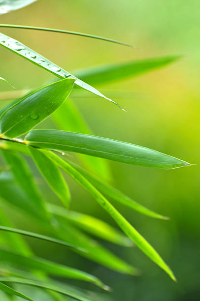 лист бамбука - leaf defocused dew focus on foreground стоковые фото и изображения
