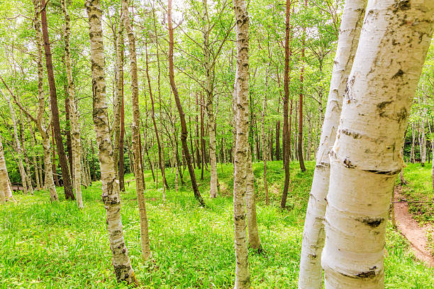 istock The fresh green of white birch forest 543560522