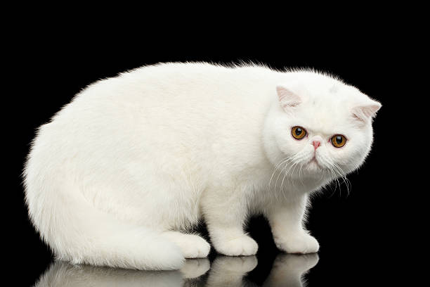 chat exotique blanc pur inhabituel, yeux rouges, fond noir isolé - domestic cat playful cute close up photos et images de collection