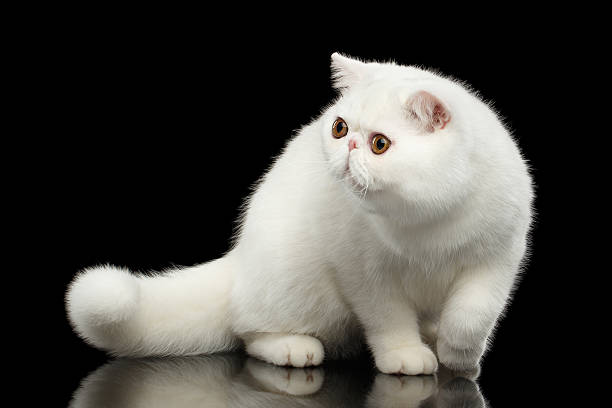 chat exotique blanc pur inhabituel, yeux rouges, fond noir isolé - domestic cat playful cute close up photos et images de collection