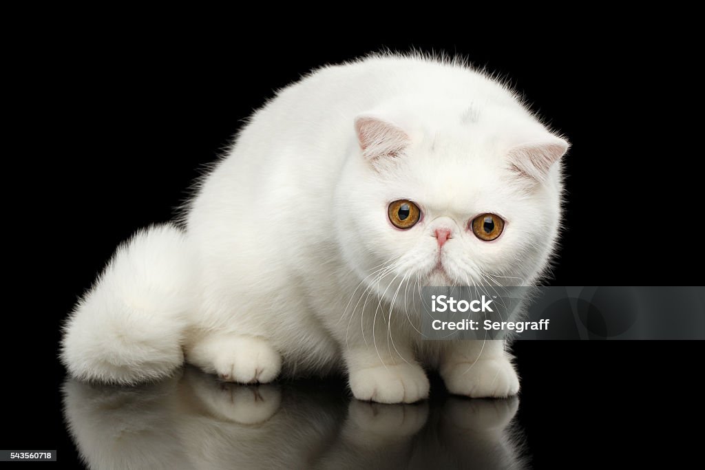 Unusual Pure White Exotic Cat, Red Eyes, Isolated Black Background Unusual Pure White Exotic Cat with Big Red Eyes on Isolated Black Background, Front view, Curious fascinated Looking up Domestic Cat Stock Photo