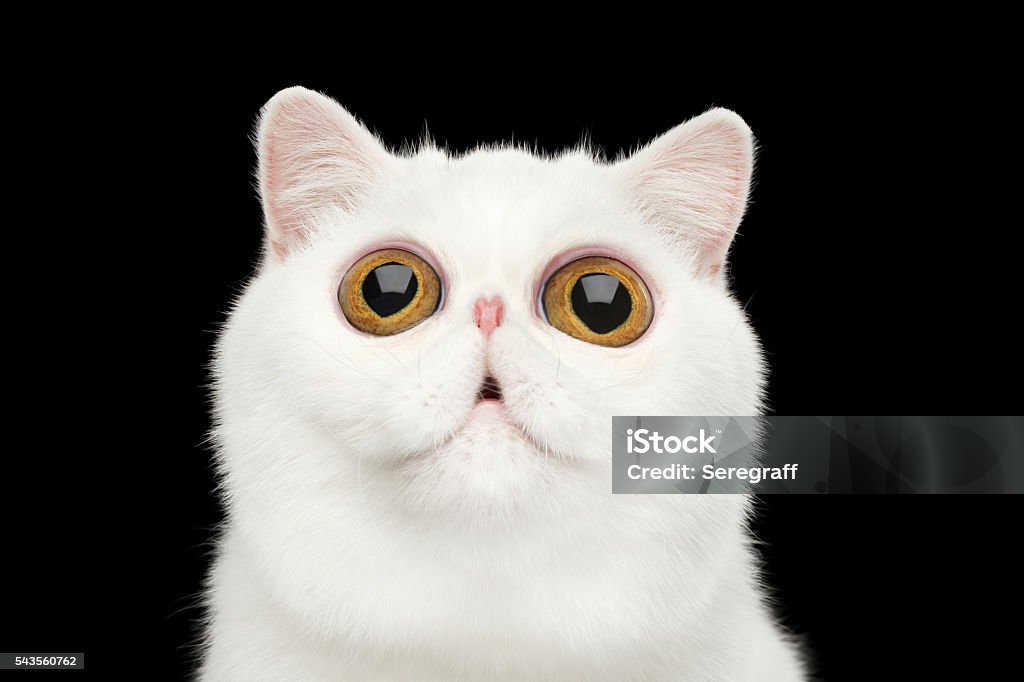 Primo piano sorpreso Bianco Puro Esotico Cat Head Isolated Black Background - Foto stock royalty-free di Gatto domestico