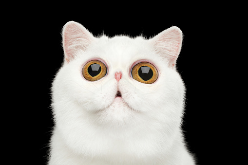 Close-up Funny Portrait of surprised Pure White Exotic Cat Head on Isolated Black Background, Front view, Curious fascinated Looking up, Huge Eyes