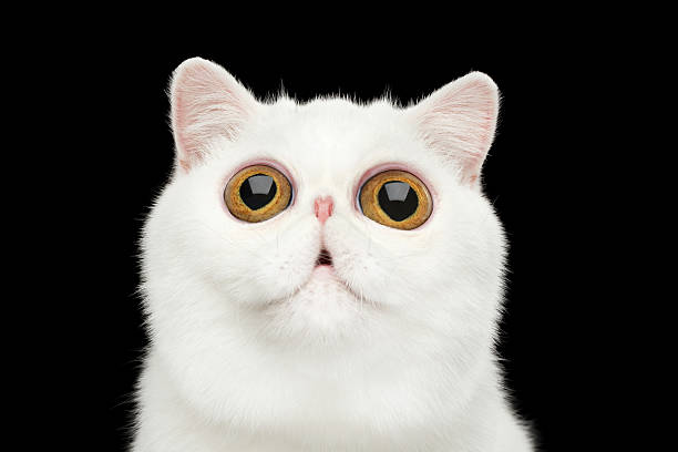 Close-up surprised Pure White Exotic Cat Head Isolated Black Background Close-up Funny Portrait of surprised Pure White Exotic Cat Head on Isolated Black Background, Front view, Curious fascinated Looking up, Huge Eyes tail photos stock pictures, royalty-free photos & images