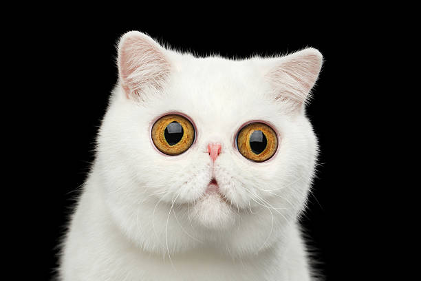 istock Close-up surprised Pure White Exotic Cat Head Isolated Black Background 543560796