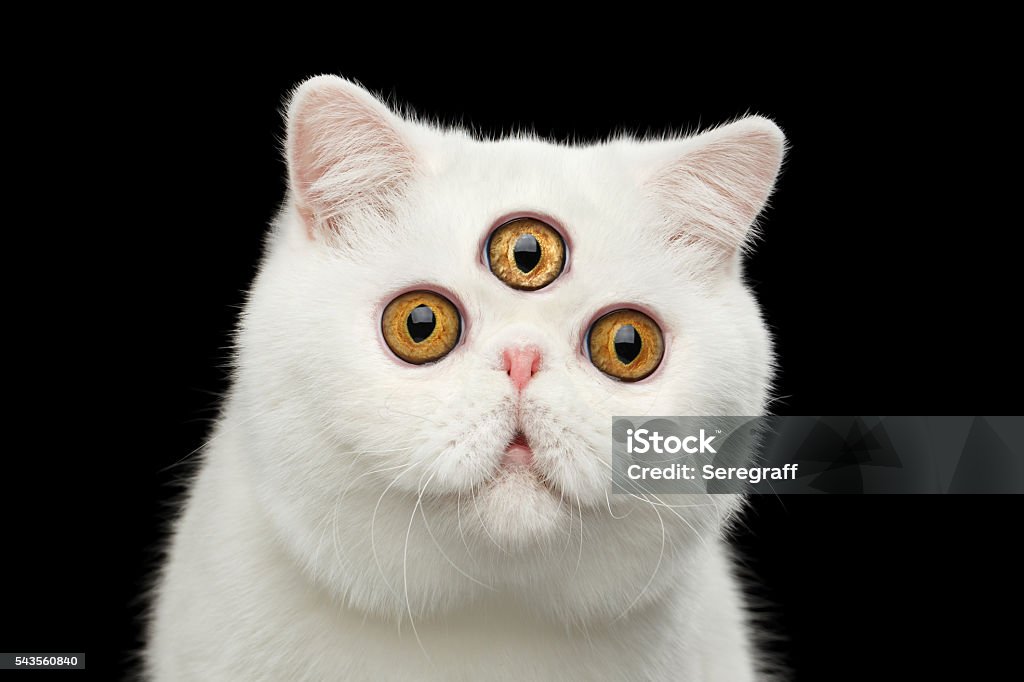 Nahaufnahme Prädiktor Pure White Exotic Cat Head isoliert schwarz Hintergrund - Lizenzfrei Bizarr Stock-Foto