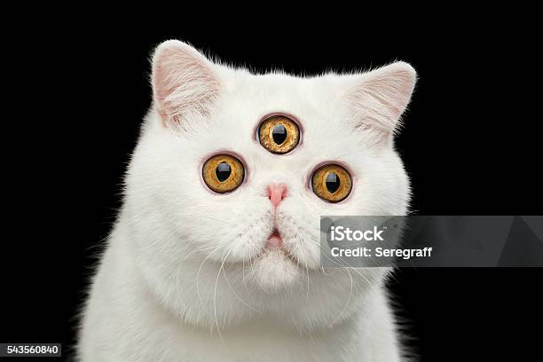 Nahaufnahme Prädiktor Pure White Exotic Cat Head Isoliert Schwarz Hintergrund Stockfoto und mehr Bilder von Bizarr