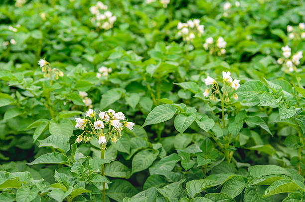 istock Yellow and white blossoming potato plants from close 543561052