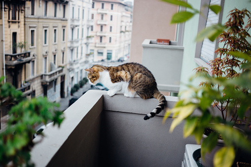 European cat breed on balcony. Domestic scene.