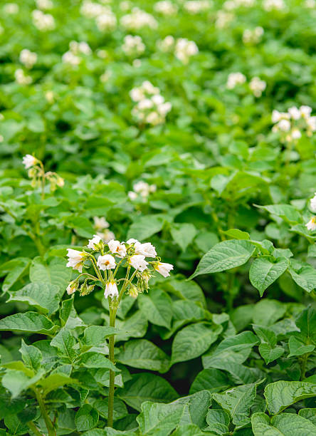 istock Yellow and white blossoming potato plants from close 543562084