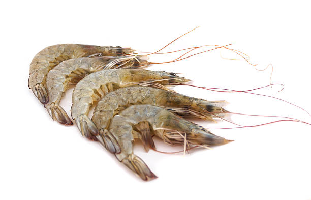 istock Shrimp fresh of isolated 543562108