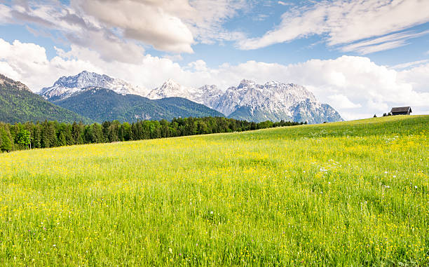 istock Pasture in the alps of Bavaria 543563968