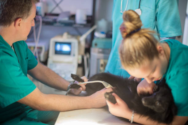 istock Veterinarian doing ultrasound on dog 543564348