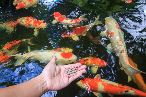 Hand holding fish food with fish pond background