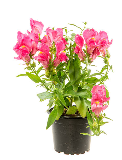 istock Isolated potted blue Antirrhinum flower 543565234