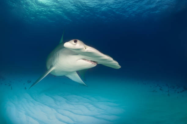 istock Hammerhead shark on the ocean floor 543565392